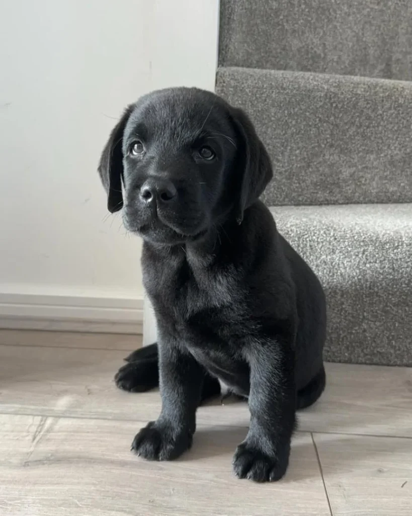 Bella Female