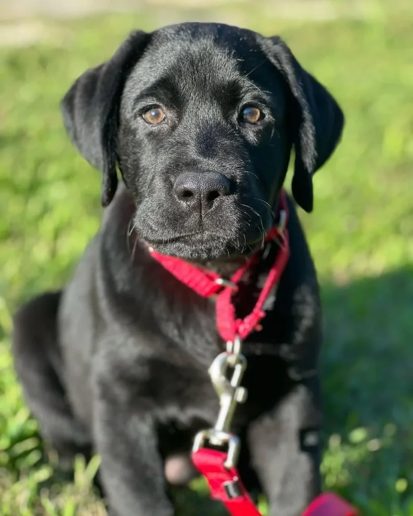 Max Male