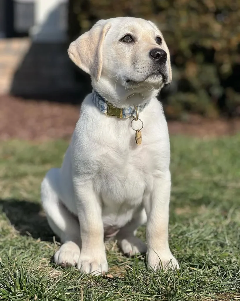 ROSIE FEMALE