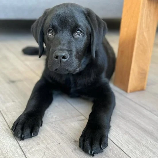 TUCKER MALE