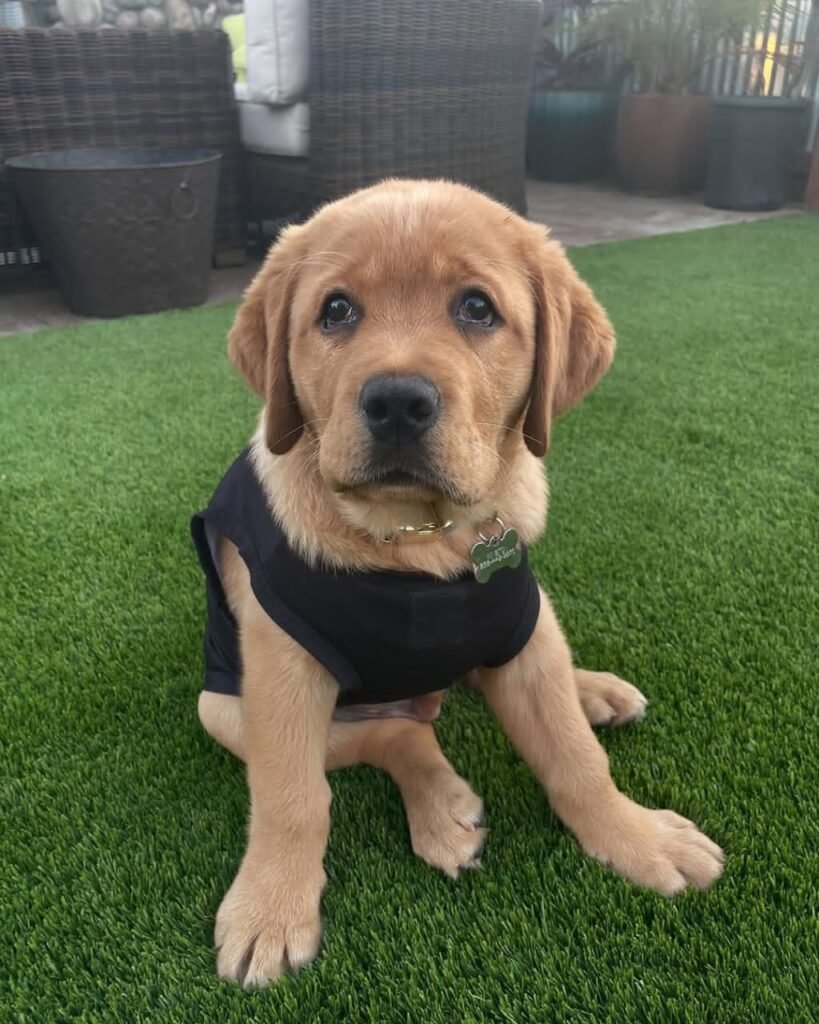 WINSTON